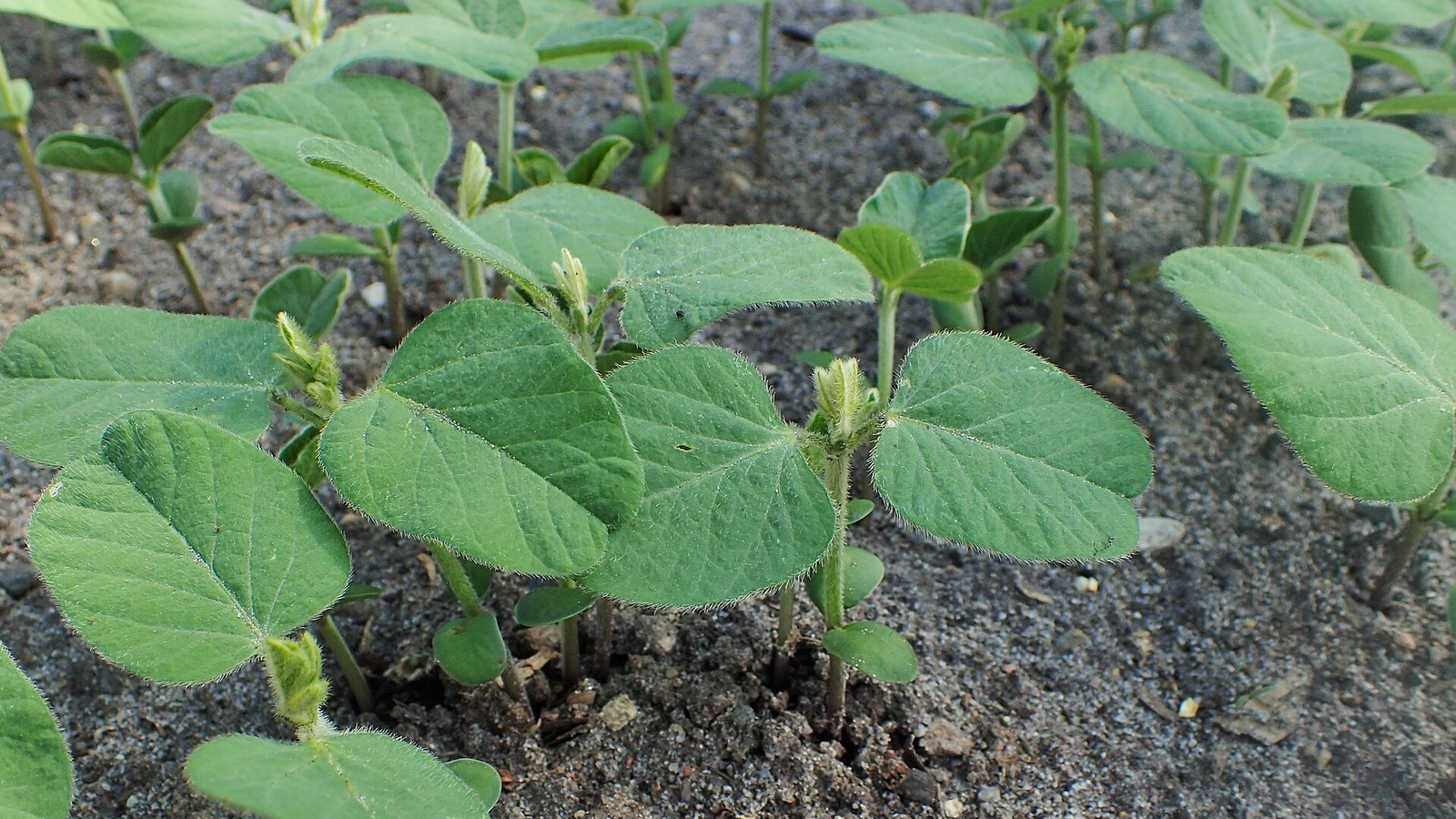 Emulsionantes y lecitina: origen animal o vegetal en etiquetas veganas